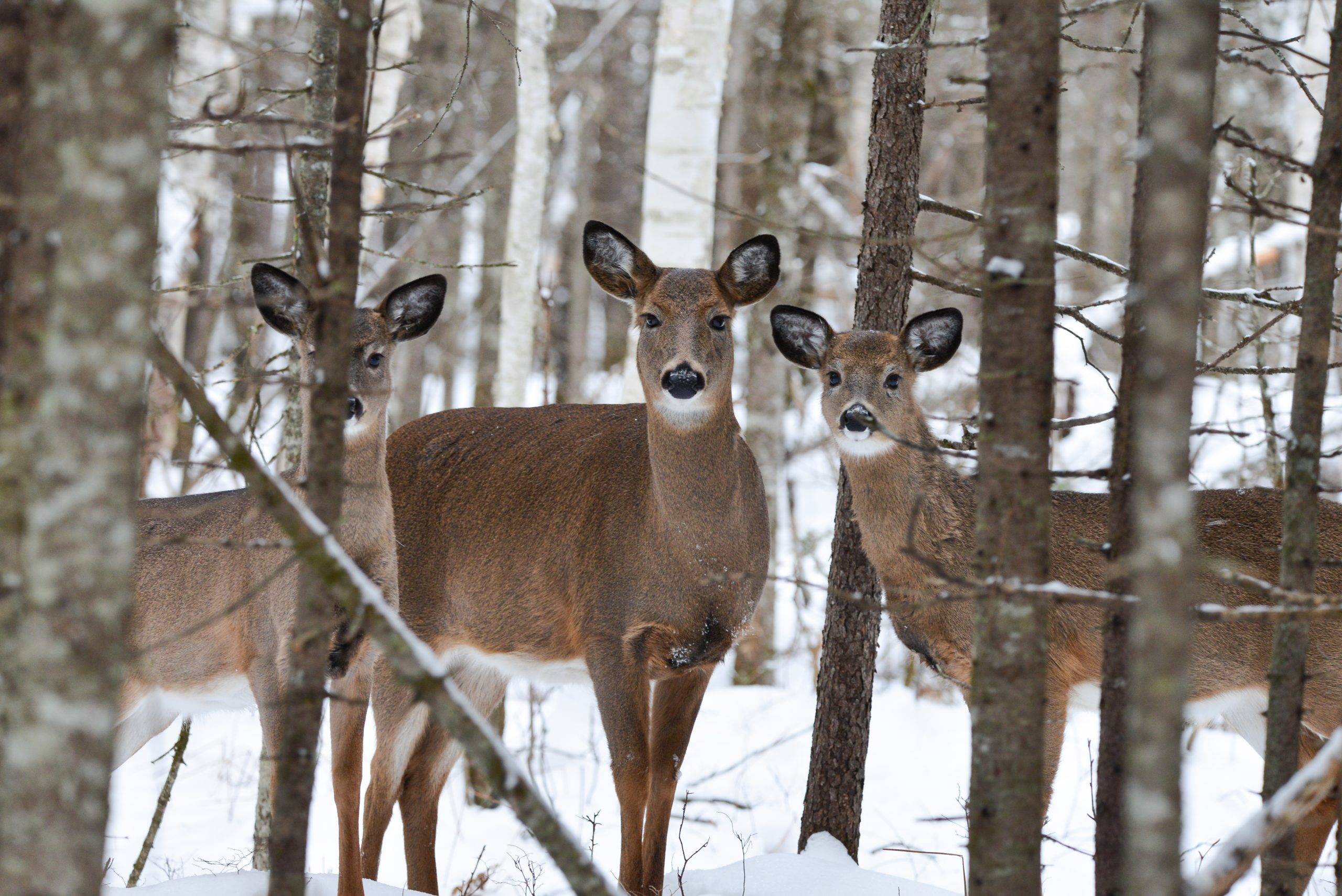 White Tail Deer in Northern Maine
