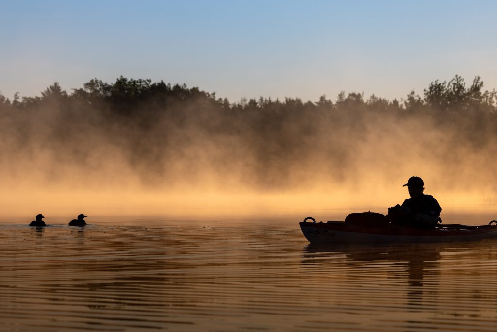 A kayaker on a lake with common loons on a misty morning in Maine